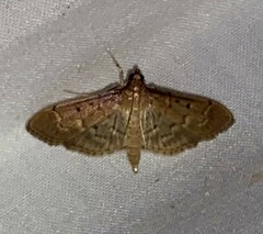 Herpetogramma bipunctalis