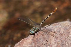 Erpetogomphus lampropeltis