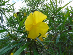 Cascabela thevetioides