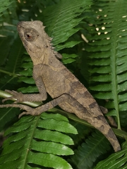 Acanthosaura