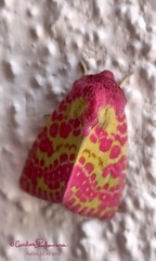 Psectrotarsia euposis