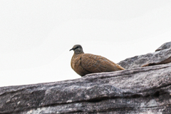 Petrophassa albipennis