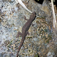 Hemidactylus frenatus