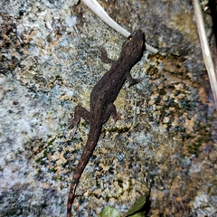 Hemidactylus frenatus
