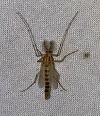 Chironomus crassicaudatus