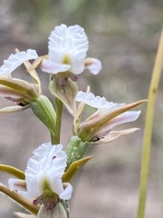 Prasophyllum odoratum