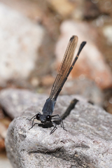 Argia lugens