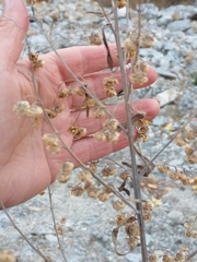 Artemisia sieversiana
