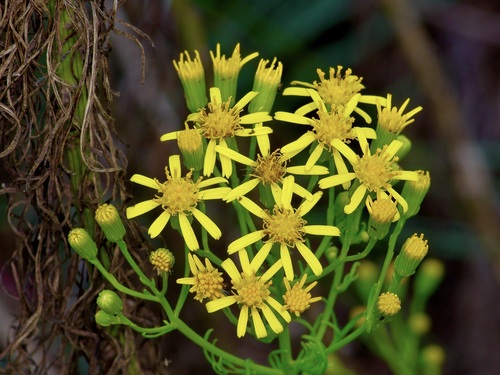 Image of Riddell's Ragwort (Senecio riddellii) by (c) Michelle W. （鍾偉瑋）, some rights reserved (CC BY)