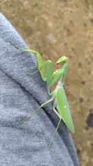 Hierodula patellifera