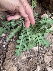 Dryopetalon runcinatum