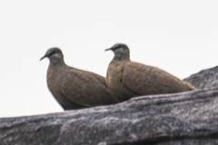 Petrophassa albipennis