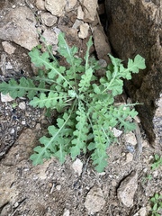 Dryopetalon runcinatum
