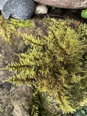 Thuidiopsis sparsa
