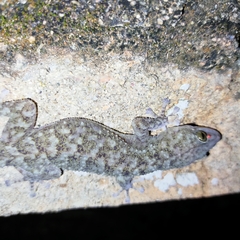 Phyllodactylus