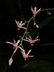 Sterculia brevissima