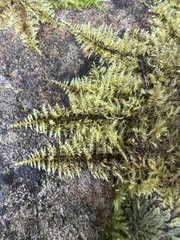 Thuidiopsis sparsa