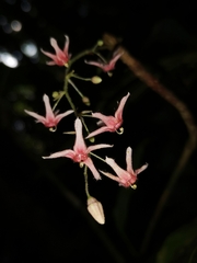 Sterculia brevissima