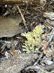 Ramaria cystidiophora