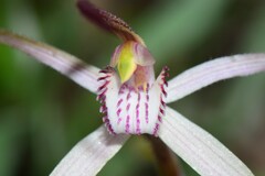 Caladenia versicolor