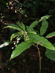 Sterculia brevissima