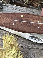 Ramaria cystidiophora