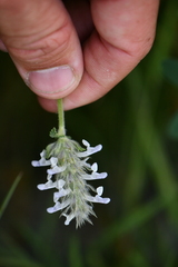 Nepeta podostachys