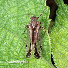 Orthopagus splendens