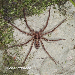 Heteropoda amphora