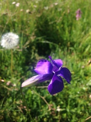 Gentianopsis paludosa
