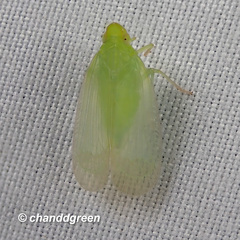 Kallitaxila granulata