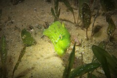 Brachaluteres jacksonianus