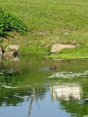 Ondatra zibethicus zibethicus