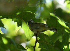 Vermivora chrysoptera