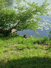 Ondatra zibethicus zibethicus