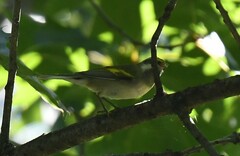 Vermivora chrysoptera