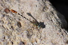 Erpetogomphus lampropeltis