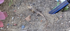 Agamidae