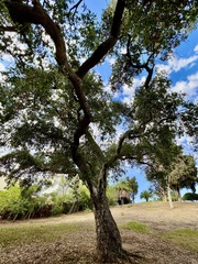 Quercus