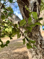 Quercus