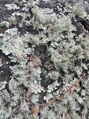 Flavoparmelia baltimorensis