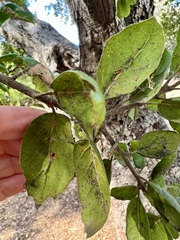 Quercus