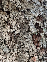 Quercus