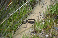 Lissolepis coventryi