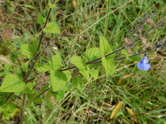 Salvia amarissima