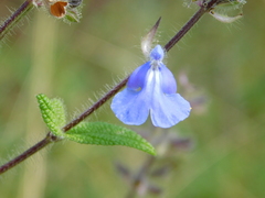 Salvia amarissima