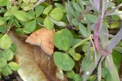 Mnesictena flavidalis