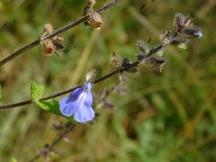 Salvia amarissima