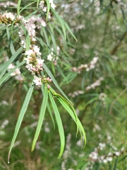 Myoporum