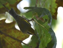 Vermivora chrysoptera